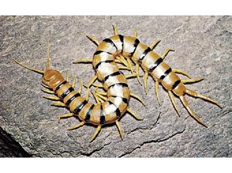 Arthropods Part Subphylum Myriapoda Class Chilopoda Centipedes