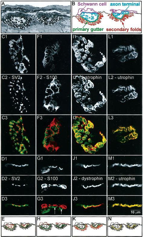 Figure From The Agrin Musk Signaling Pathway Is Spatially Segregated