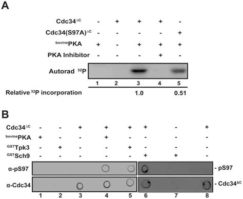 Pka Directly Phosphorylates Cdc34 On S97 A Cdc34dc 6xhis And