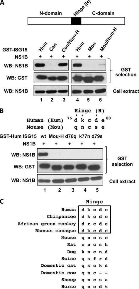 Critical Role Of The Hinge Of Human Isg15 In Binding The Ns1b Protein