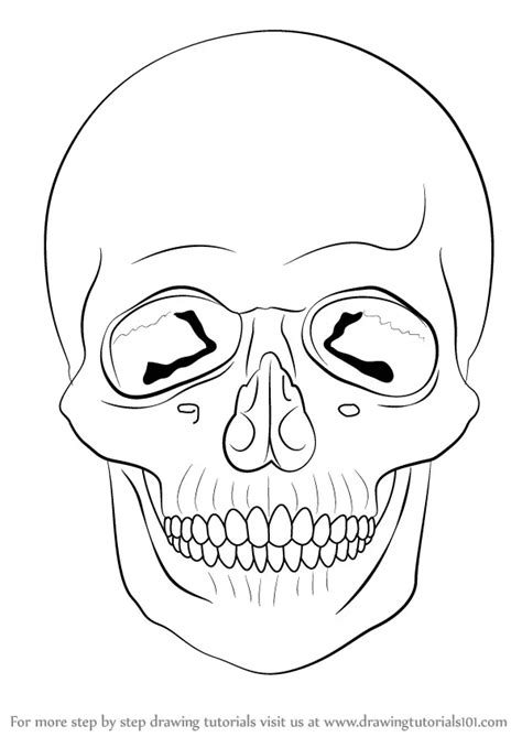 Learn How To Draw A Skull Skulls Step By Step Drawing Tutorials