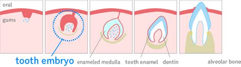 Our technology - Toregem BioPharma Co., Ltd.
