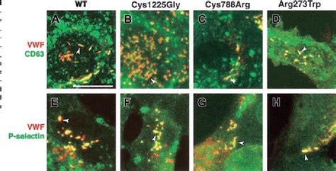 Figure 1 From Analysis Of Intracellular Storage And Regulated Secretion