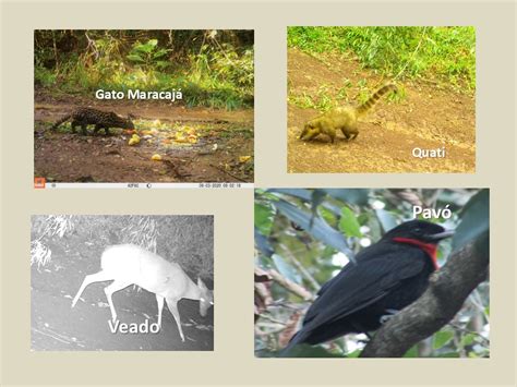 Pch Celso Ramos Programa De Monitoramento De Fauna Terrestre