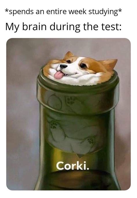 Corgi Corki strikes again! : r/CorkiMains