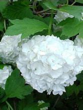 Viorne Obier Boule De Neige Viburnum Opulus Le Jardin Du Pic Vert