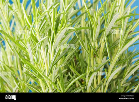 Pianta Di Rosmarinus Officinalis Immagini E Fotografie Stock Ad Alta