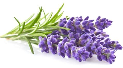 Lavanda Cvijet Lavandula Angustifolia Flos Nutrijenti