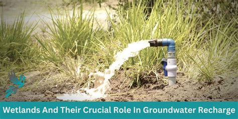 Wetlands And Their Crucial Role In Groundwater Recharge Birds Wetlands