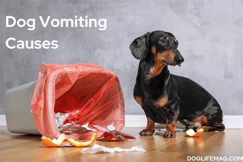 Why is My Dog Vomiting? - Characteristics and Causes