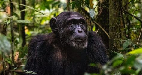 Actividades turísticas en el parque nacional de Nyungwe