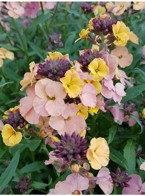 Erysimum Pastel Patchwork The Beth Chatto Gardens Mail Order