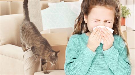 Allergie Aux Chats Que Pouvez Vous Faire