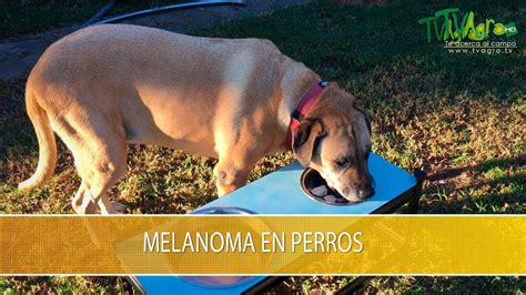 Melanoma En Perros Causas S Ntomas Y Tratamientos Que Debes Conocer