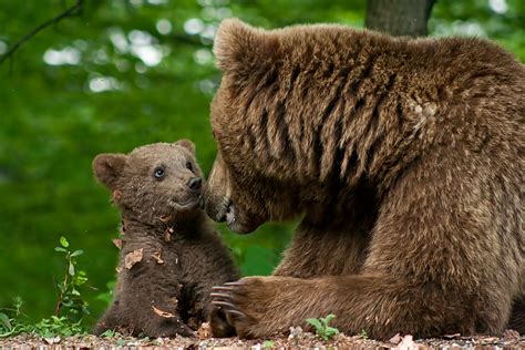 Brown Bear Animal Kingdom