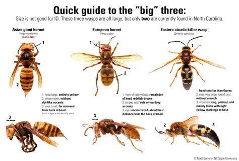 A Side By Side Comparison Of The Asian Giant Hornet And Other Insects Nc State Extension