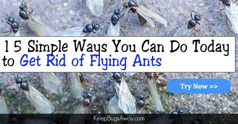 How To Get Rid Of Flying Ants All You Need Infos