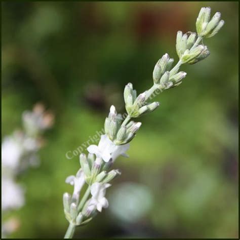 Buy Lavender, Edelweiss - Lavandula x intermedia 'Edelweiss' from Norfolk Herbs