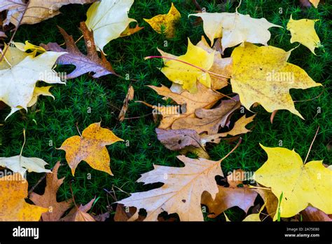 Fallen Autumn Leaves On Moss Stock Photo Alamy