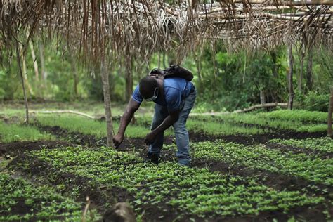 Regenerative Agriculture A New Value Proposition For Kenyas Coffee