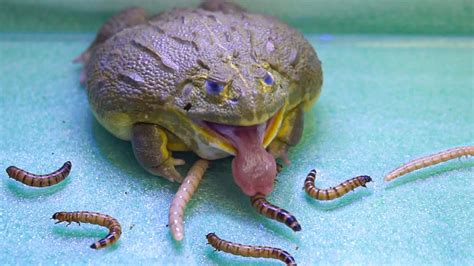 African Bullfrog Eats Many Worm Warning Live Feeding YouTube