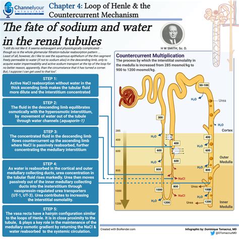 Chapter Four The Loop Of Henle And Counter Current Exchange Channel