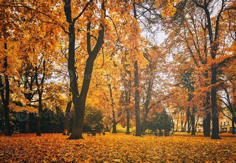 golden Herbst im ein Stadt Park mit Bäume und gefallen Blätter auf ein