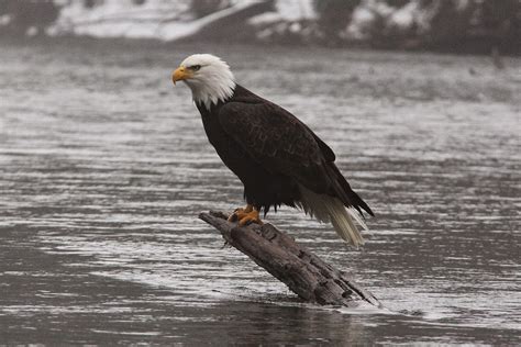 Perspective: Bald Eagle Migration-Squamish BC