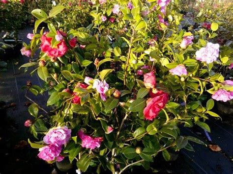 Camelias En Nuestro Vivero Plantamuses Arbustos Árboles