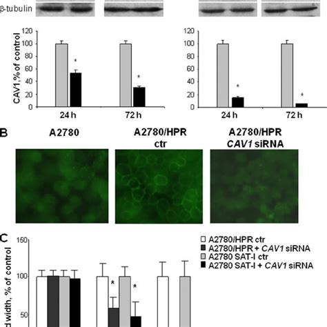 Absence Of Caveolae In A2780hpr Cells A2780hpr Cells A And B And