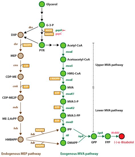 Catalysts Free Full Text Enhanced − α Bisabolol Productivity By