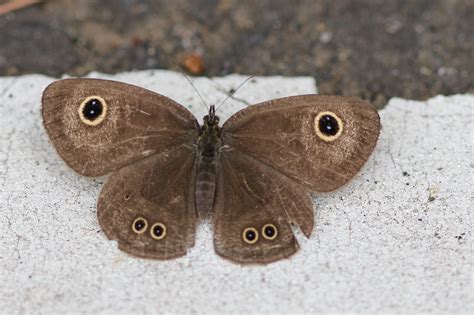 蛾と蝶の違い見分け方を徹底解説蛾と間違えられる蝶を紹介 蝶と昆虫のWEBメディア