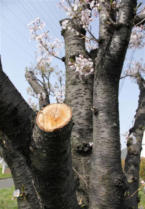 公園の桜11本切られる 東大阪市、被害届提出 読んで見フォト 産経フォト