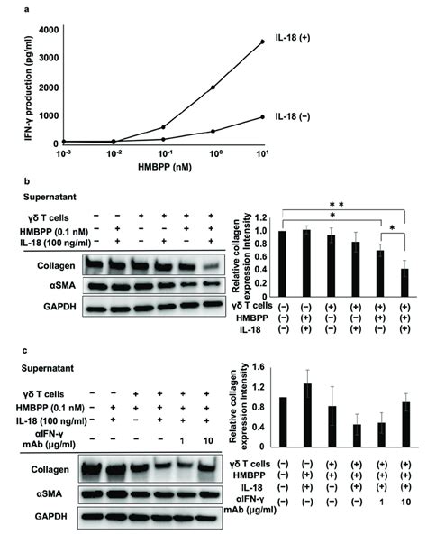 Effect of IL 18 on the suppression of collagen type I and αSMA in lung