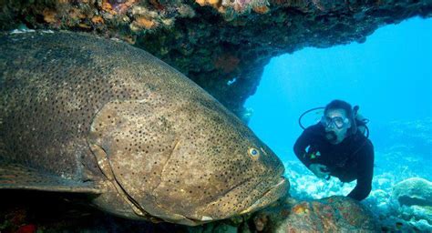 Qu Est Ce Qu Un Saumon Sauvage De L Atlantique