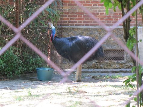 Casoar à Casque Southern Cassowary A Rustle Of Wings