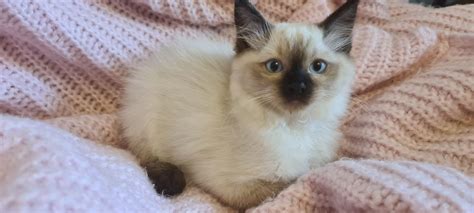 Koci Ta Ragdoll Kocurek Gotowy Do Odbioru Warszawa Mokot W Olx Pl