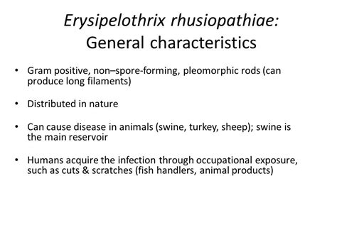 Erysipelothrix On Chocolate Agar