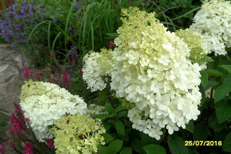 Zielono Zakr Ceni Hortensja Bukietowa Hydrangea Paniculata Bobo