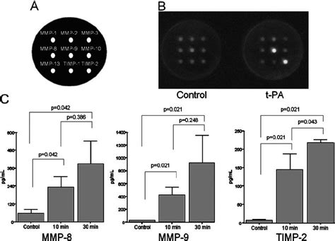 Increased Mmp Mmp And Timp Levels In Neutrophils After T Pa