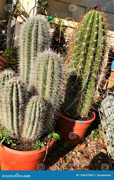 Beautiful Cactus pots stock image. Image of background - 134241983