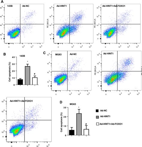 The Foxo Overexpression Counteracts The Pro Apoptosis Effect On Hint