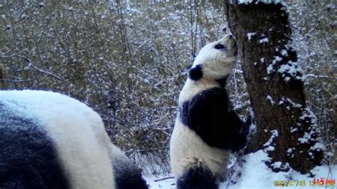 绵阳平武拍到野生大熊猫妈妈“带娃”画面：嗅味标记，亲身传授生存技能腾讯新闻