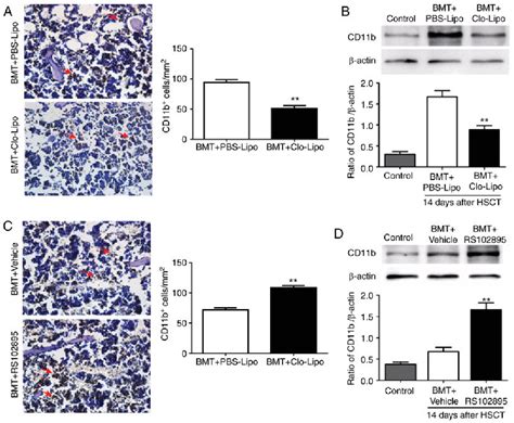 Figure 2 From Macrophages Ameliorate Bone Marrow Inflammatory Injury