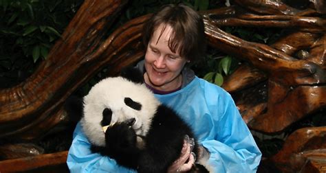 Panda loan expiring; National Zoo to return animals to China - Kathryn Reed