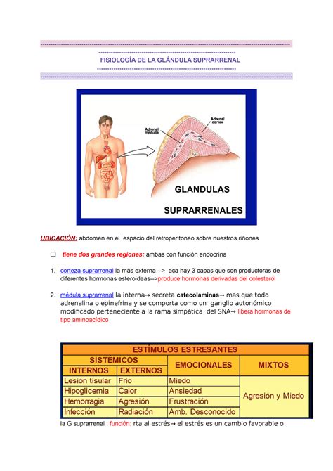 Fisio Medula Y Corteza Suprarrenal Fisiolog A De La Gl Ndula