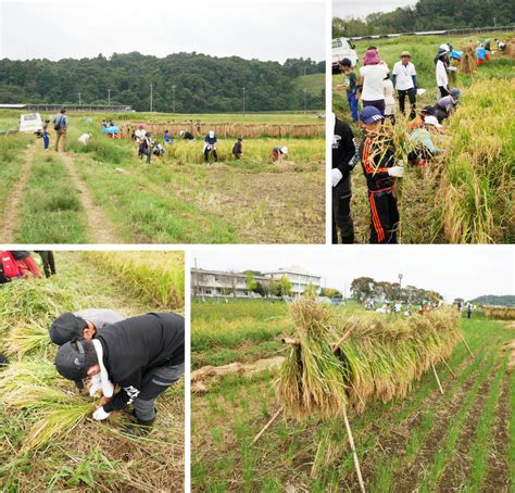 10月1日（日）稲刈り体験会2023を開催しました。 News 公益財団法人 岩佐教育文化財団