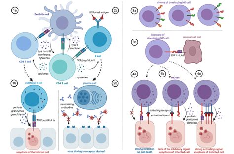 Predicted HLA Involvement In T Cell B Cell And NK Cell Responses To