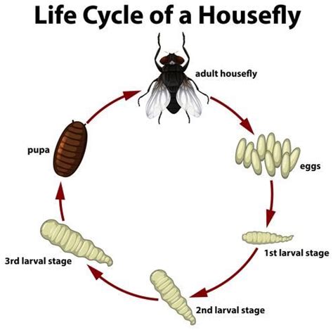 Life Cycle of a Fly - CarmenafeNeal