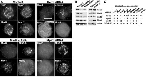 Role Of Hec1 In Spindle Checkpoint Signaling And Kinetochore